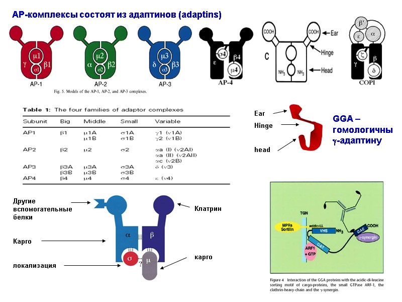 Клатриновые окаймления AP-комплексы состоят из адаптинов (adaptins)